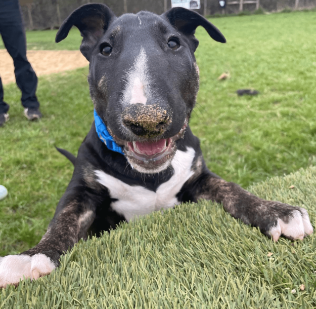 Bullnose Bull Terriers