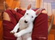 Bull Terriers vs. Other Terrier Breeds: Which Is Right for You?