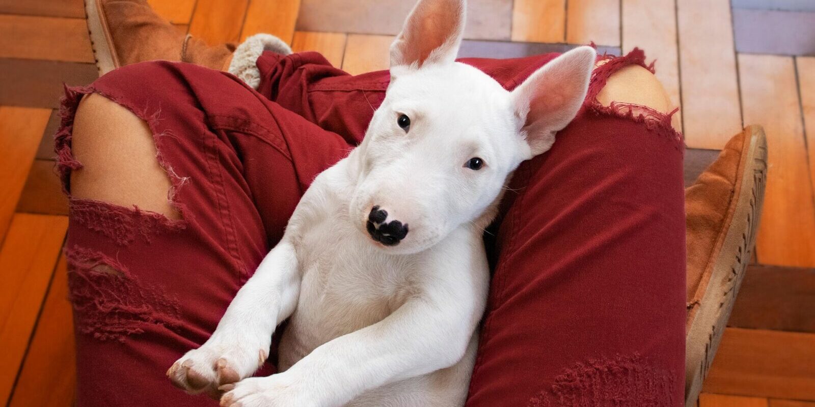 Bull Terriers vs. Other Terrier Breeds: Which Is Right for You?