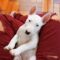 Bull Terriers vs. Other Terrier Breeds: Which Is Right for You?