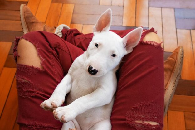 Bull Terriers vs. Other Terrier Breeds: Which Is Right for You?