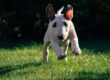 Why Choose a Health-Tested Bull Terrier Puppy?