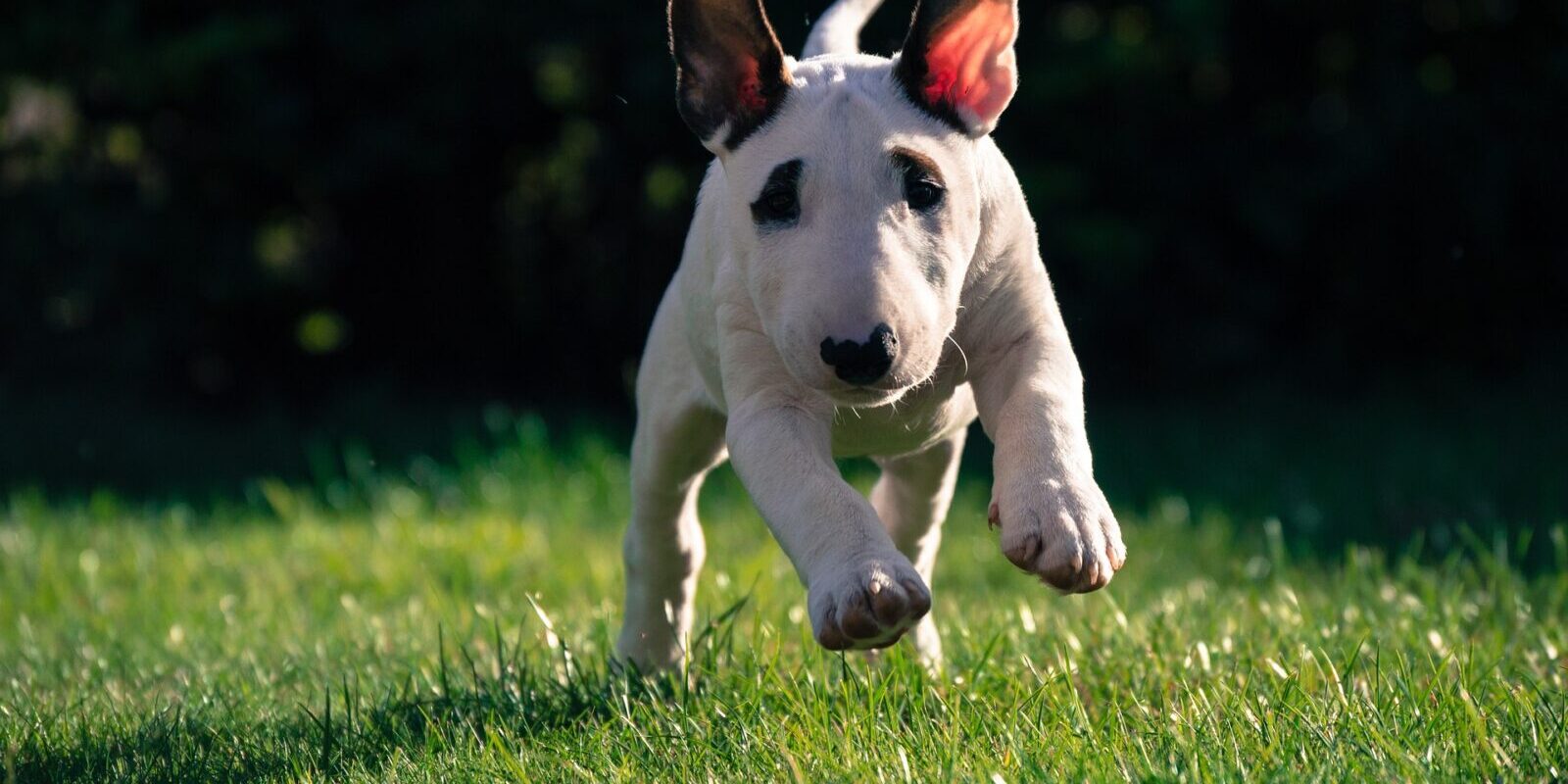 Why Choose a Health-Tested Bull Terrier Puppy?