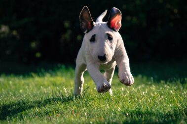 Why Choose a Health-Tested Bull Terrier Puppy?