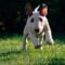 Why Choose a Health-Tested Bull Terrier Puppy?