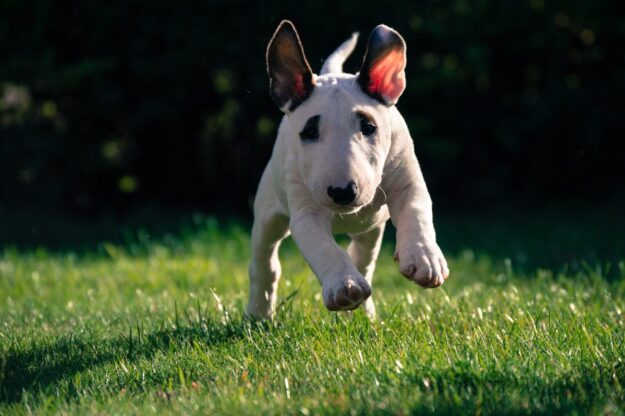 Why Choose a Health-Tested Bull Terrier Puppy?