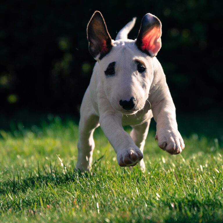 Why Choose a Health-Tested Bull Terrier Puppy?