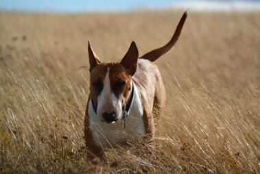 Bullnose Bull Terriers