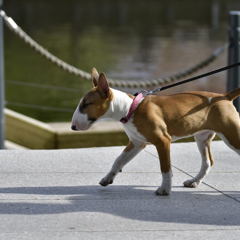 The Ultimate Guide to English Bull Terrier Puppy Care