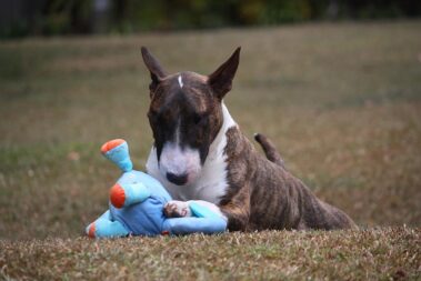 Bullnose Bull Terriers