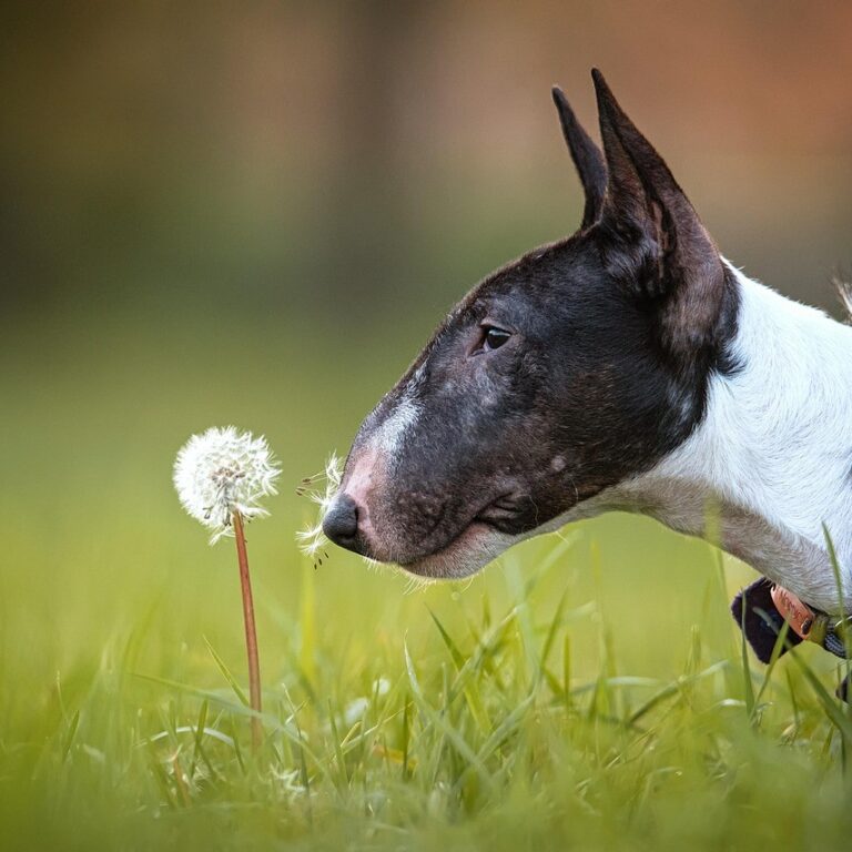 Bullnose Bull Terriers
