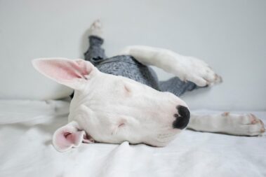 Bullnose Bull Terriers