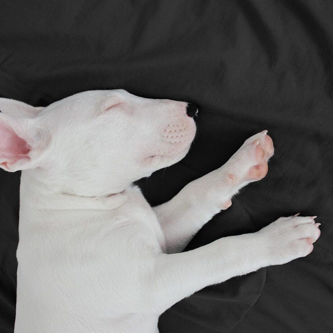 Bullnose Bull Terriers
