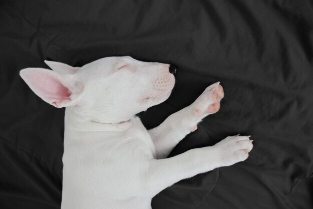 Bullnose Bull Terriers