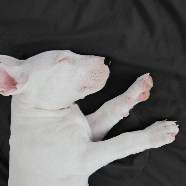Bullnose Bull Terriers
