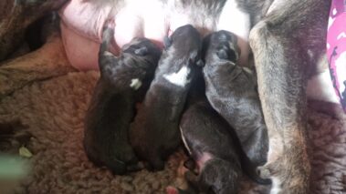 Bullnose Litter May 2025