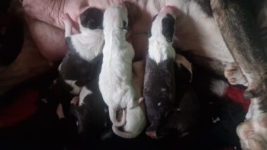 Bullnose Litter May 2025