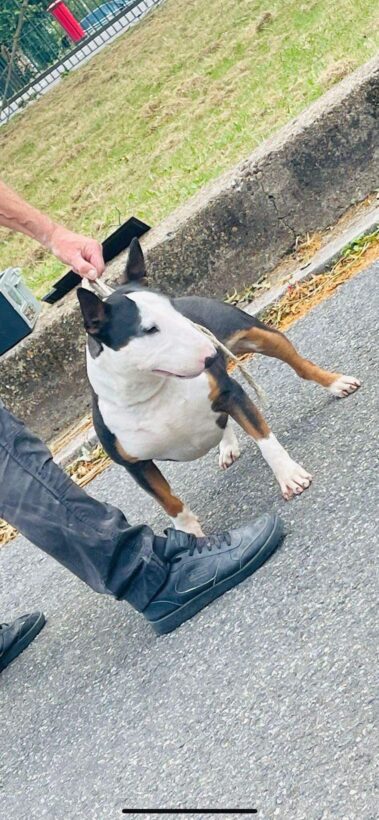 Bullnose Litter May 2025