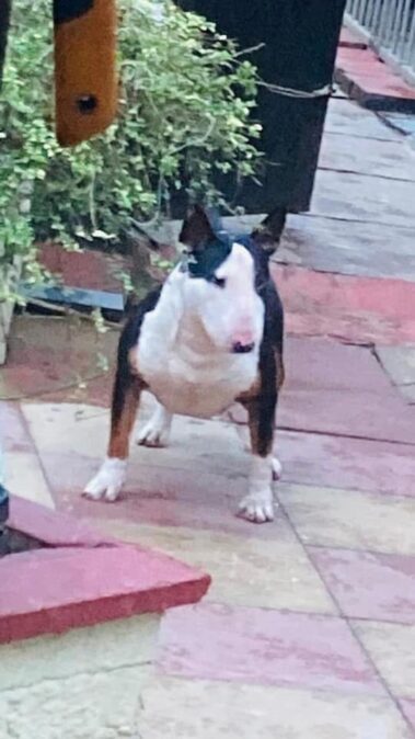 Bullnose Litter May 2025