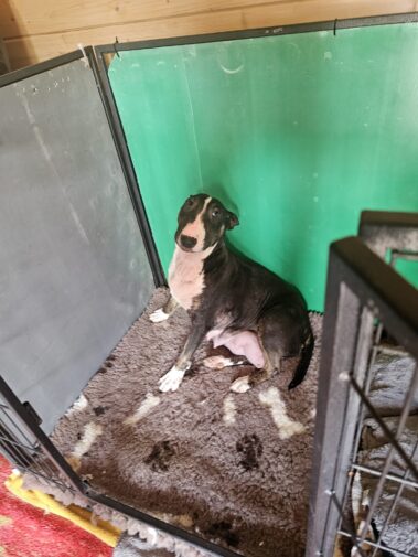 Bullnose Litter May 2025