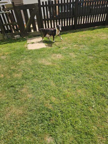 Bullnose Litter May 2025