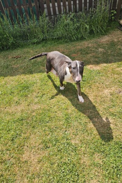 Bullnose Ellie