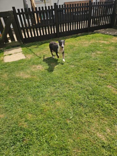 Bullnose Litter May 2025