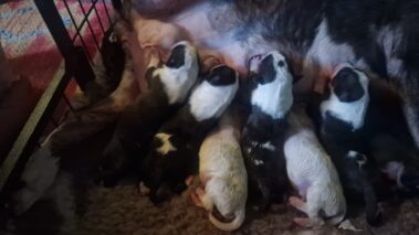 Bullnose Litter May 2025