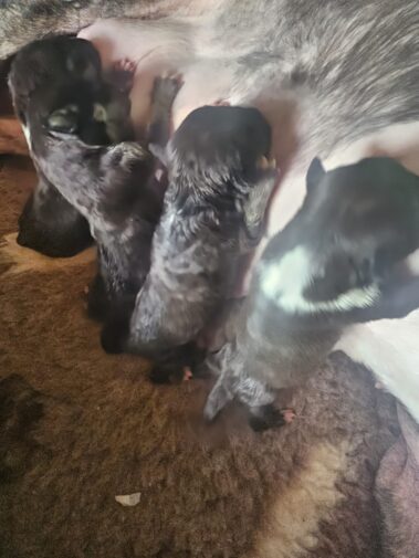 Bullnose Litter May 2025