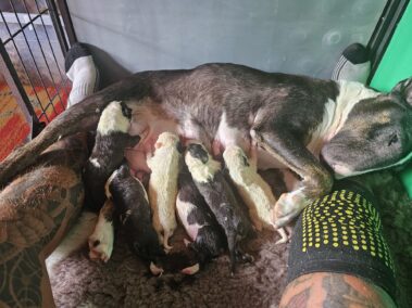 Bullnose Litter May 2025