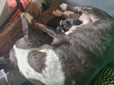 Bullnose Litter May 2025